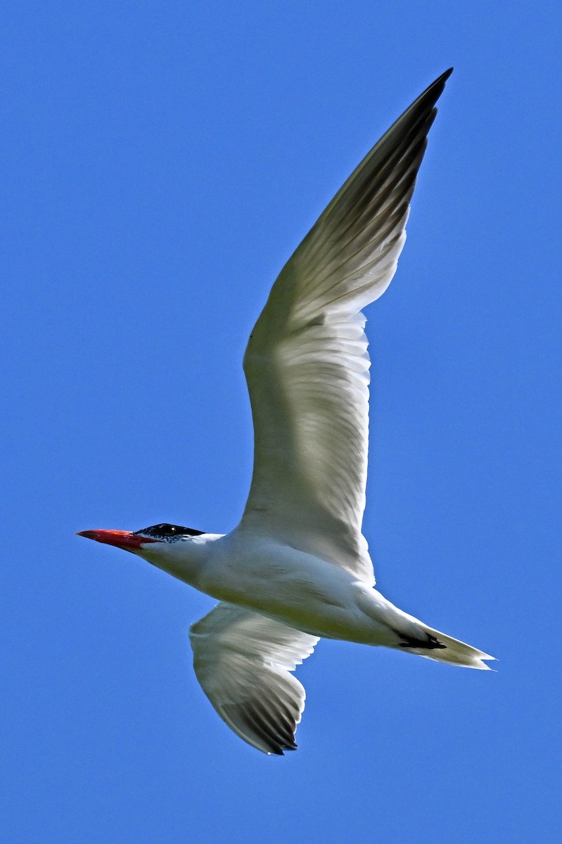 Caspian Tern - ML641168799