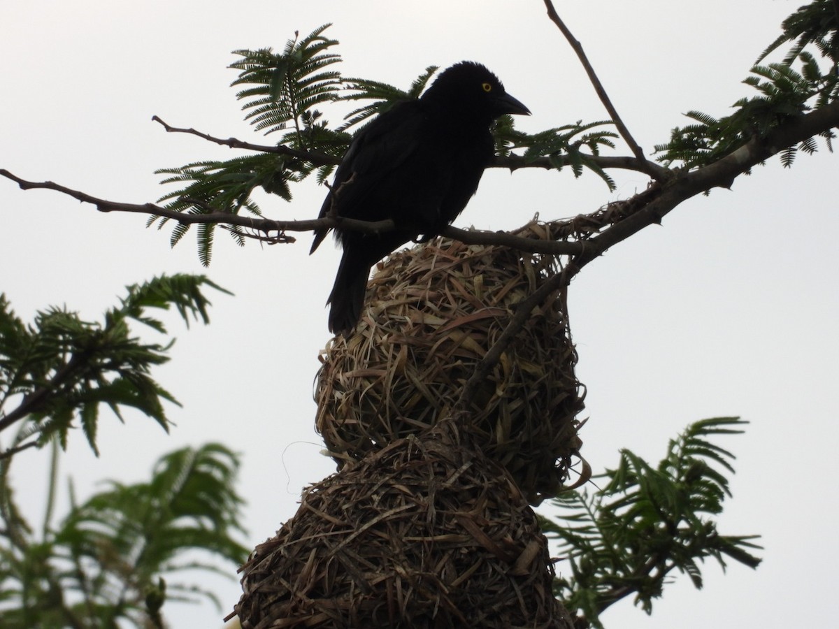 Vieillot's Black Weaver - ML641168802