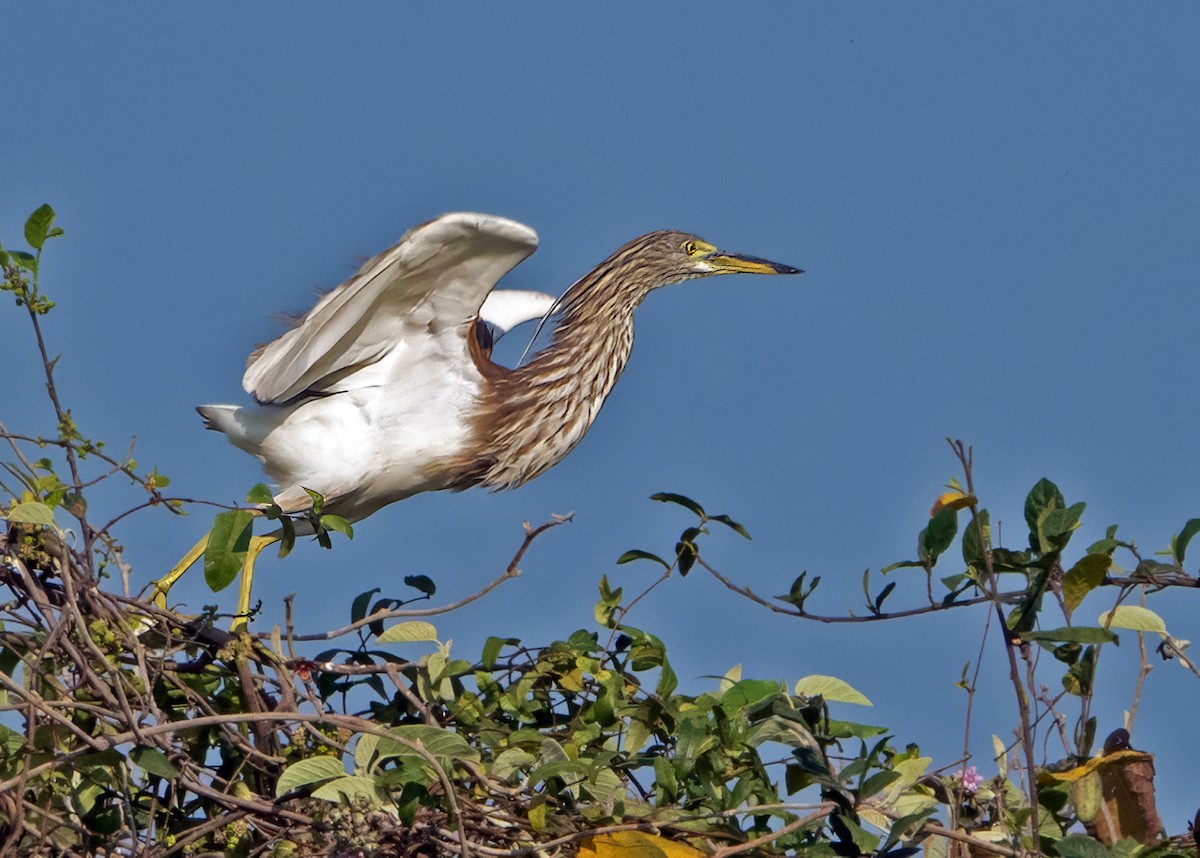 Chinese Pond-Heron - ML641168803