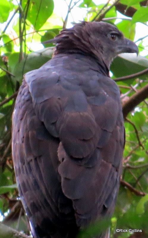 Crested Eagle - ML641168807