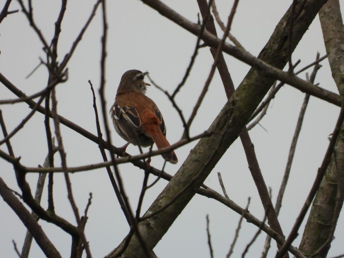Brown-backed Scrub-Robin - ML641168813