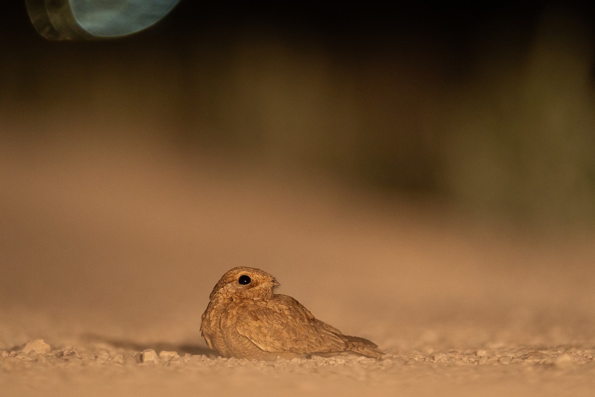 Egyptian Nightjar - ML641168832