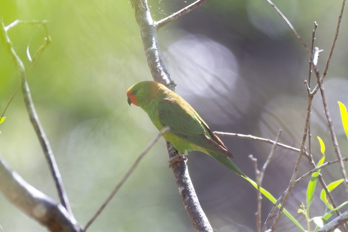 Little Lorikeet - ML641168840