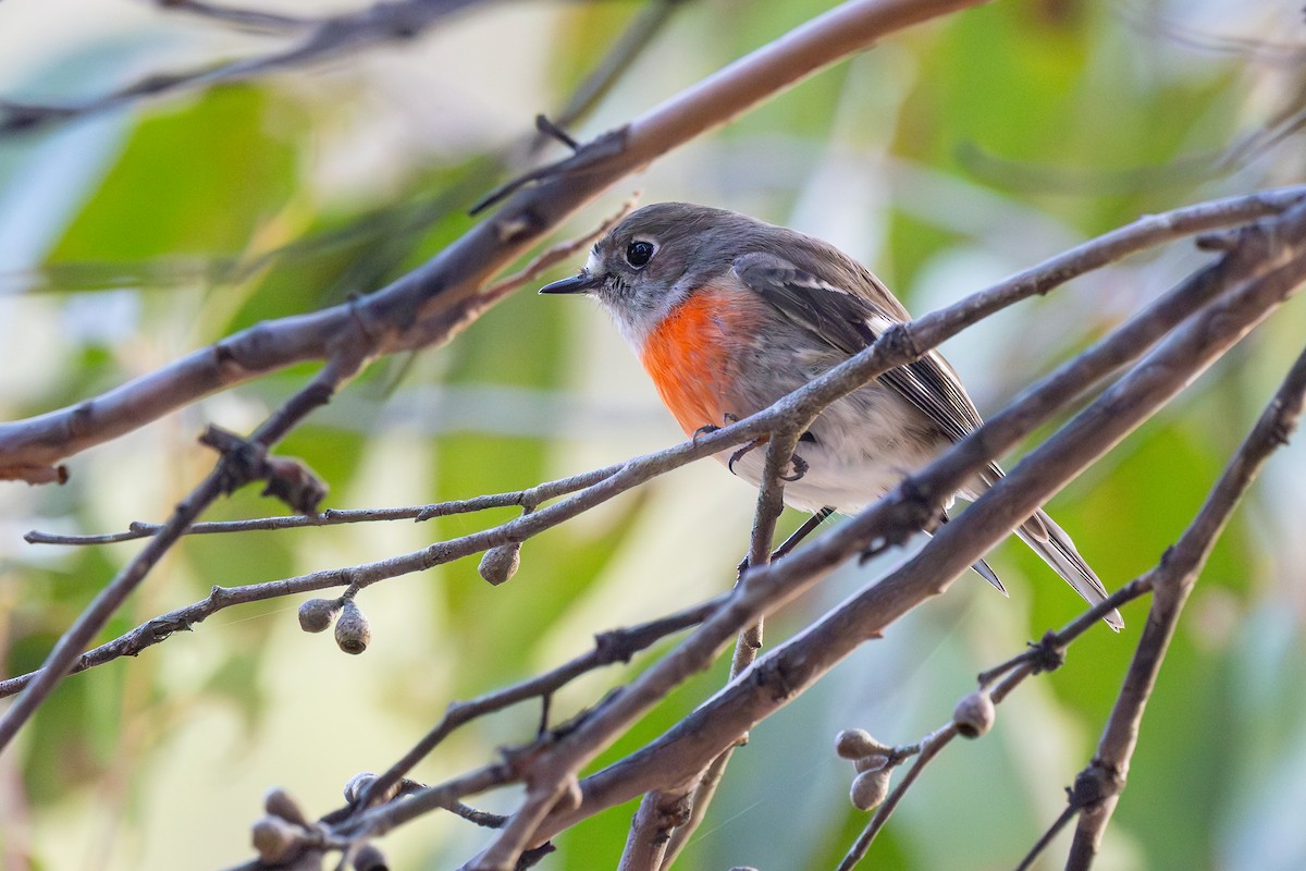 Scarlet Robin - ML641168852