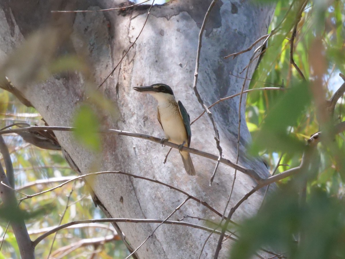 Sacred Kingfisher - ML641168865