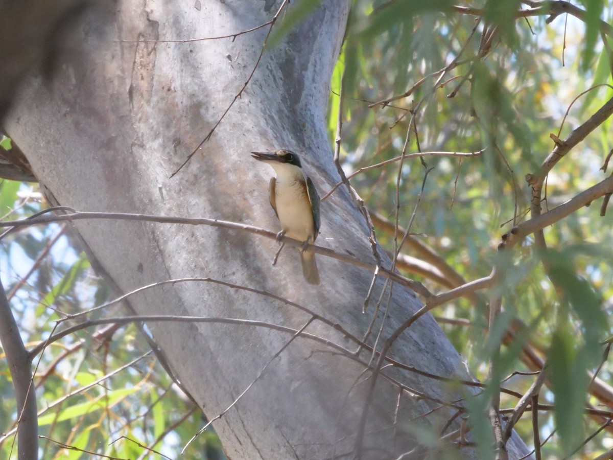 Sacred Kingfisher - ML641168867