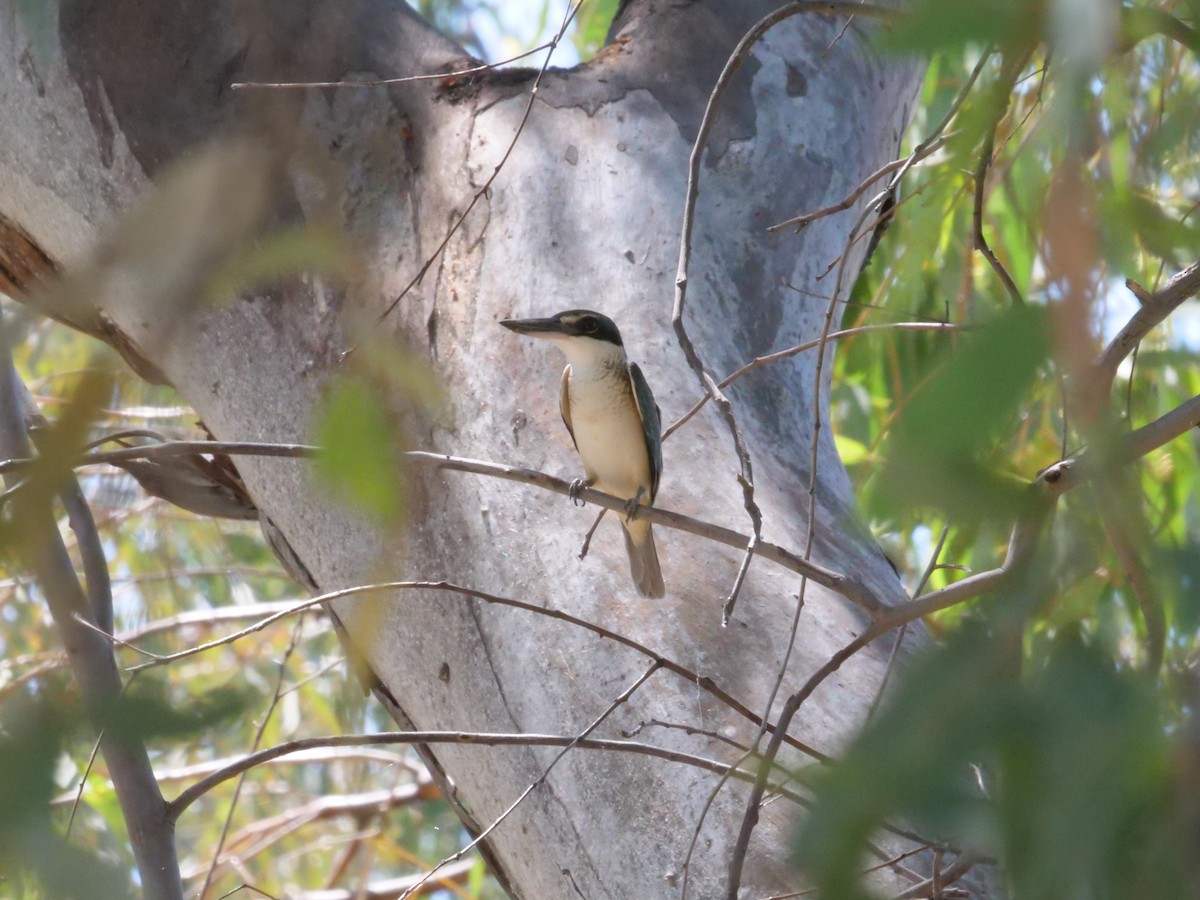Sacred Kingfisher - ML641168868