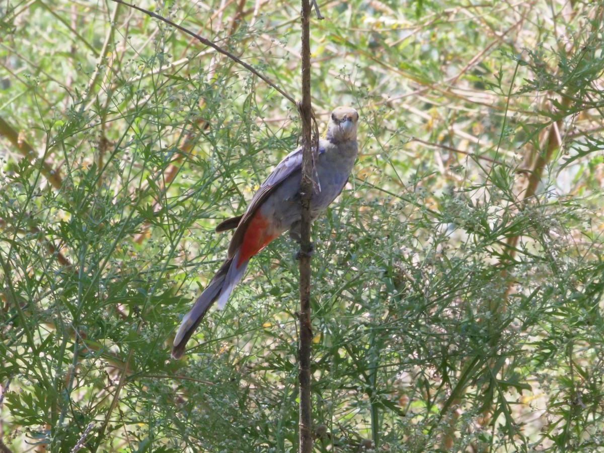 Pale-headed Rosella - ML641168877