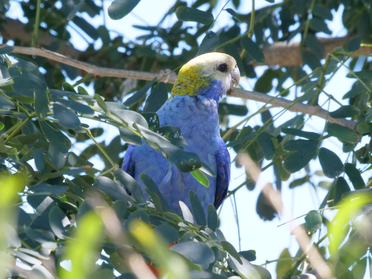Pale-headed Rosella - ML641168878