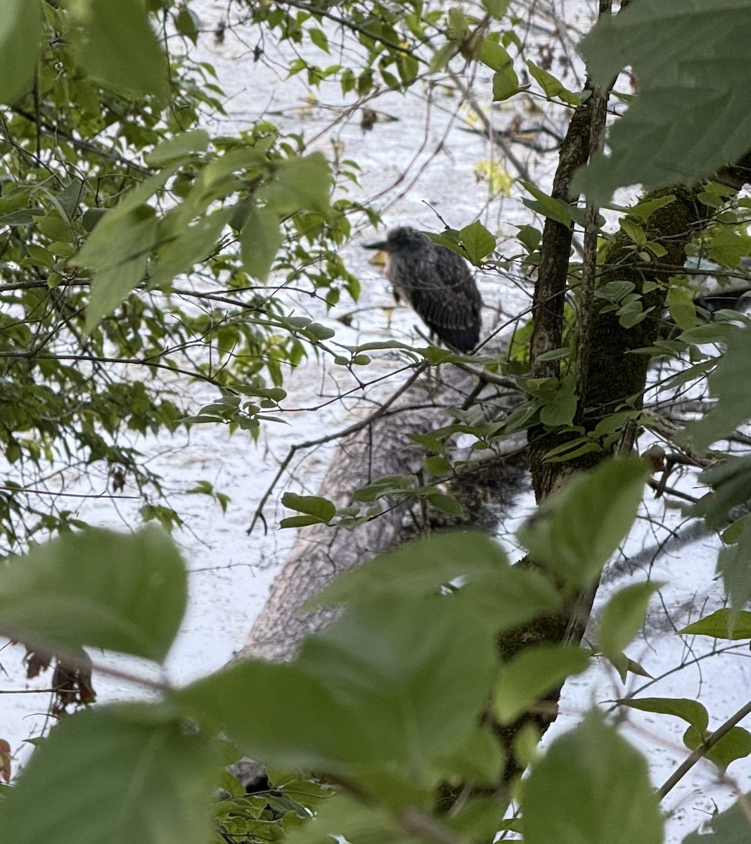 Yellow-crowned Night Heron - ML641168893