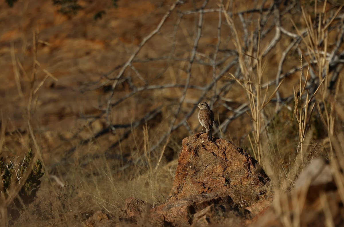 Karoo Long-billed Lark - ML641168906