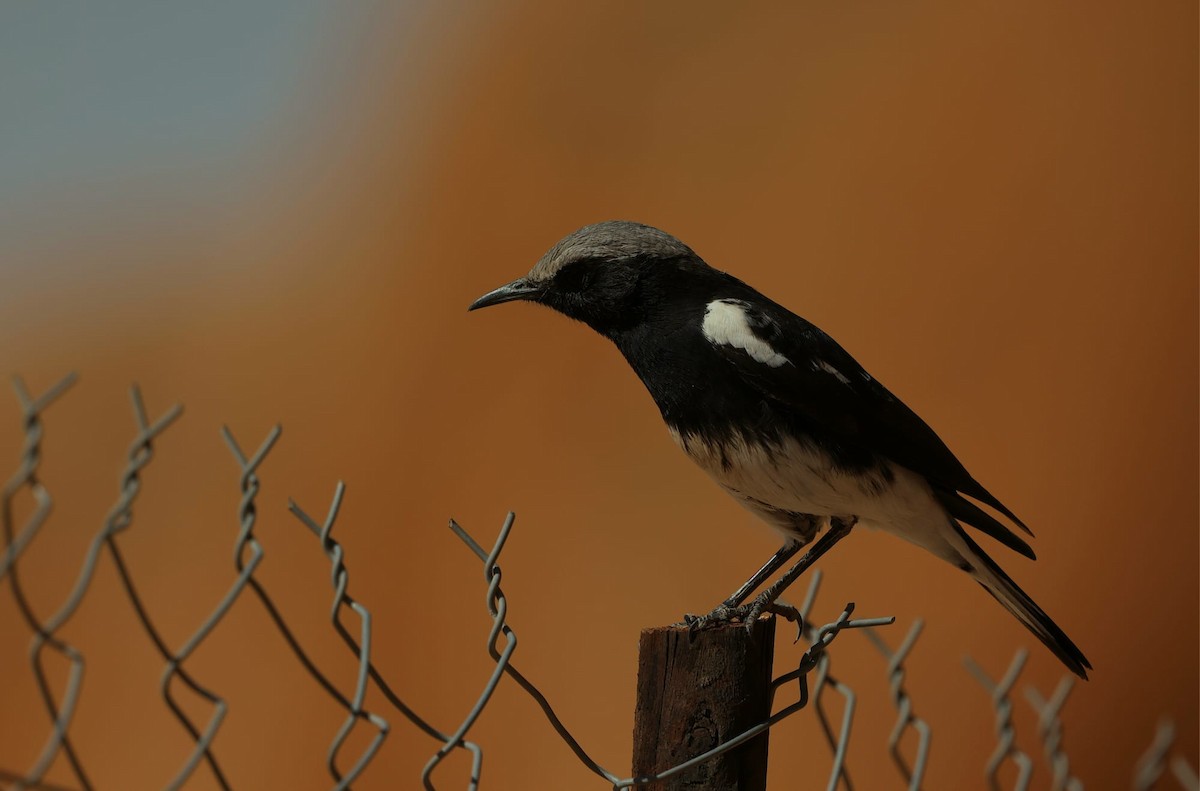 Mountain Chat - ML641168914