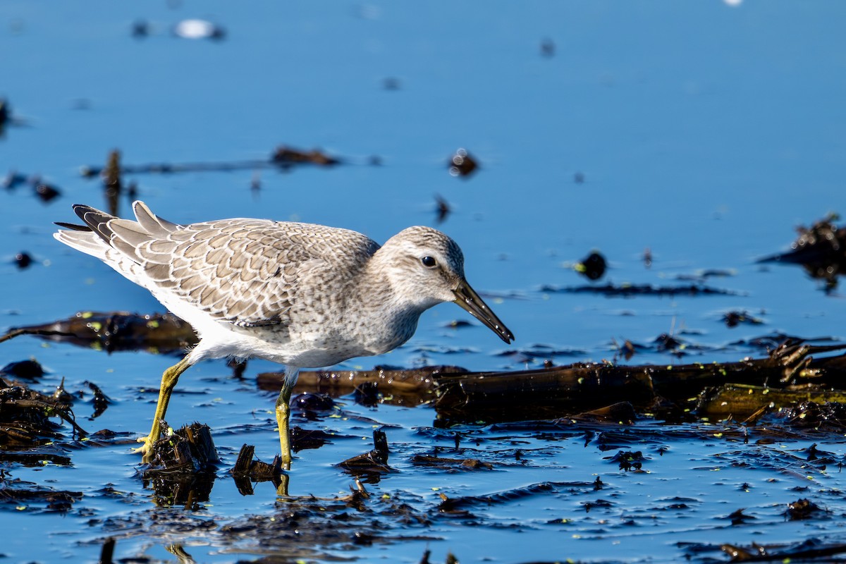 Red Knot - ML641168917