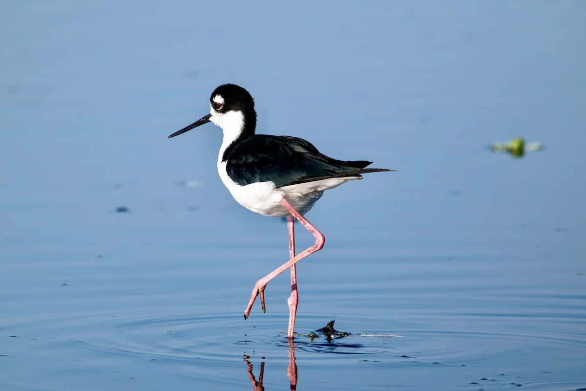 Black-necked Stilt (Black-necked) - ML641168929