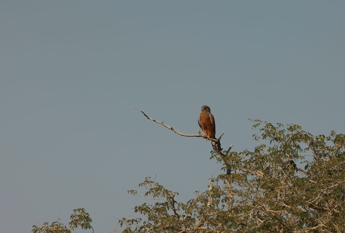 Rock Kestrel - ML641168933