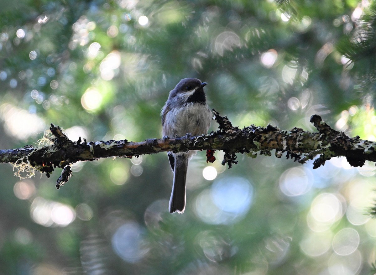 Boreal Chickadee - ML641168937