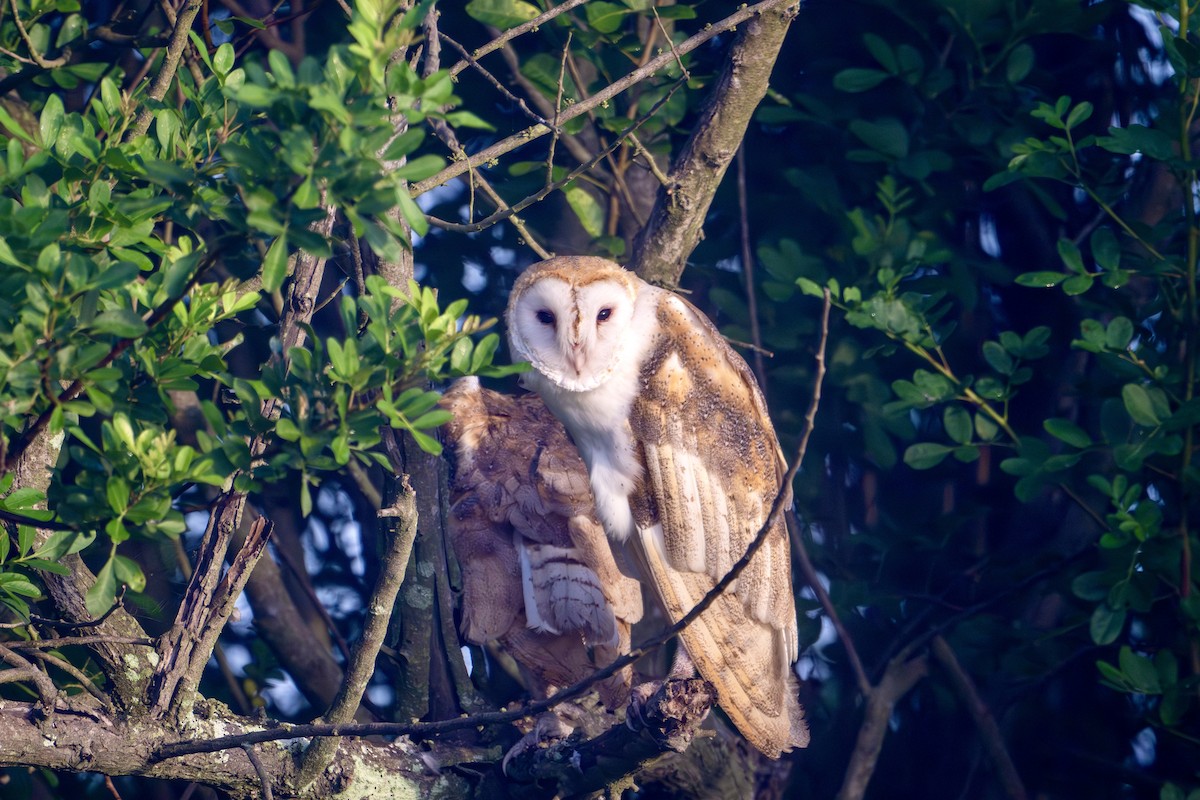 American Barn Owl (American) - ML641168938