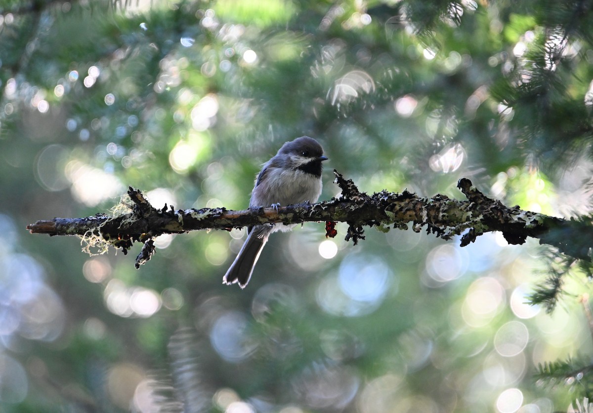 Boreal Chickadee - ML641168939