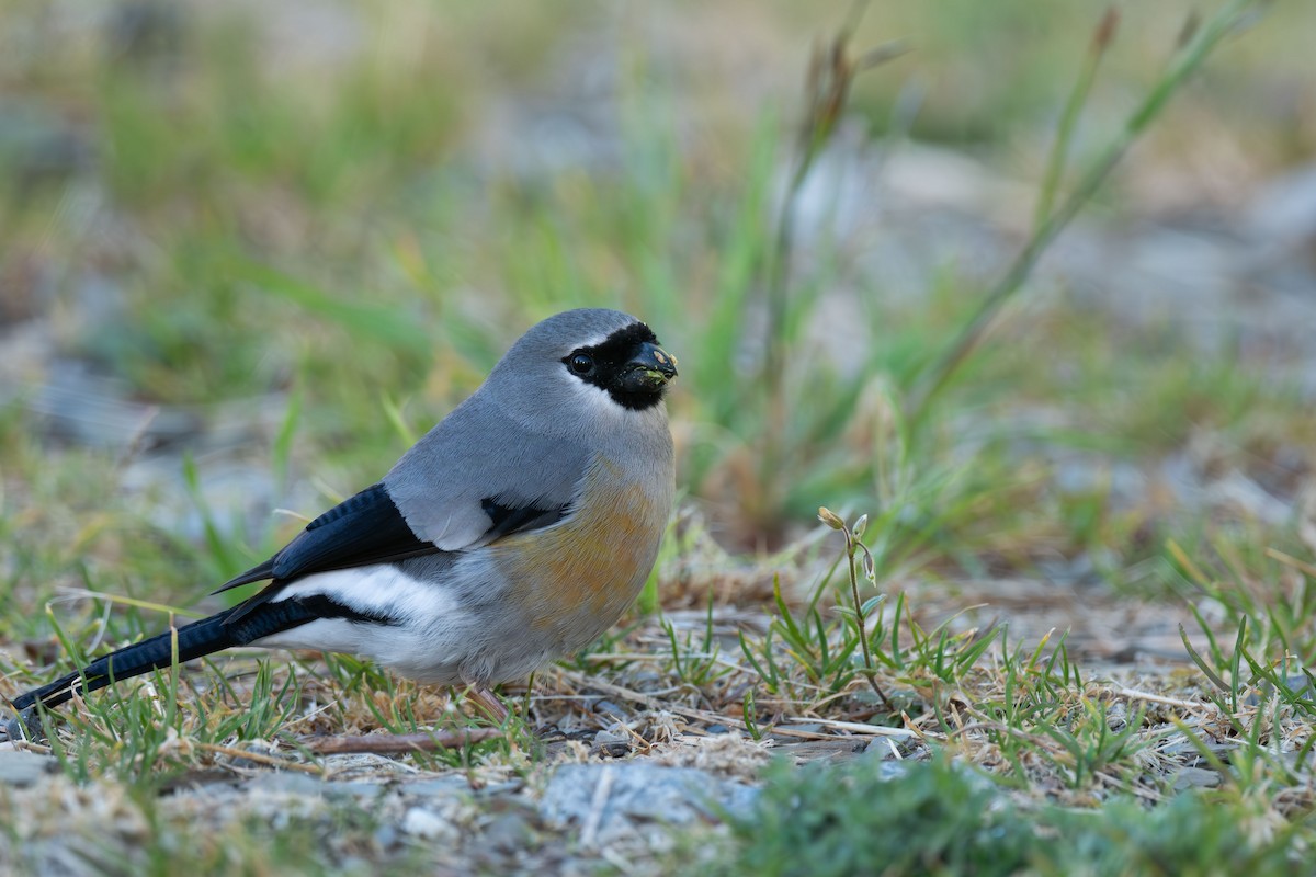 Taiwan Bullfinch - ML641168943