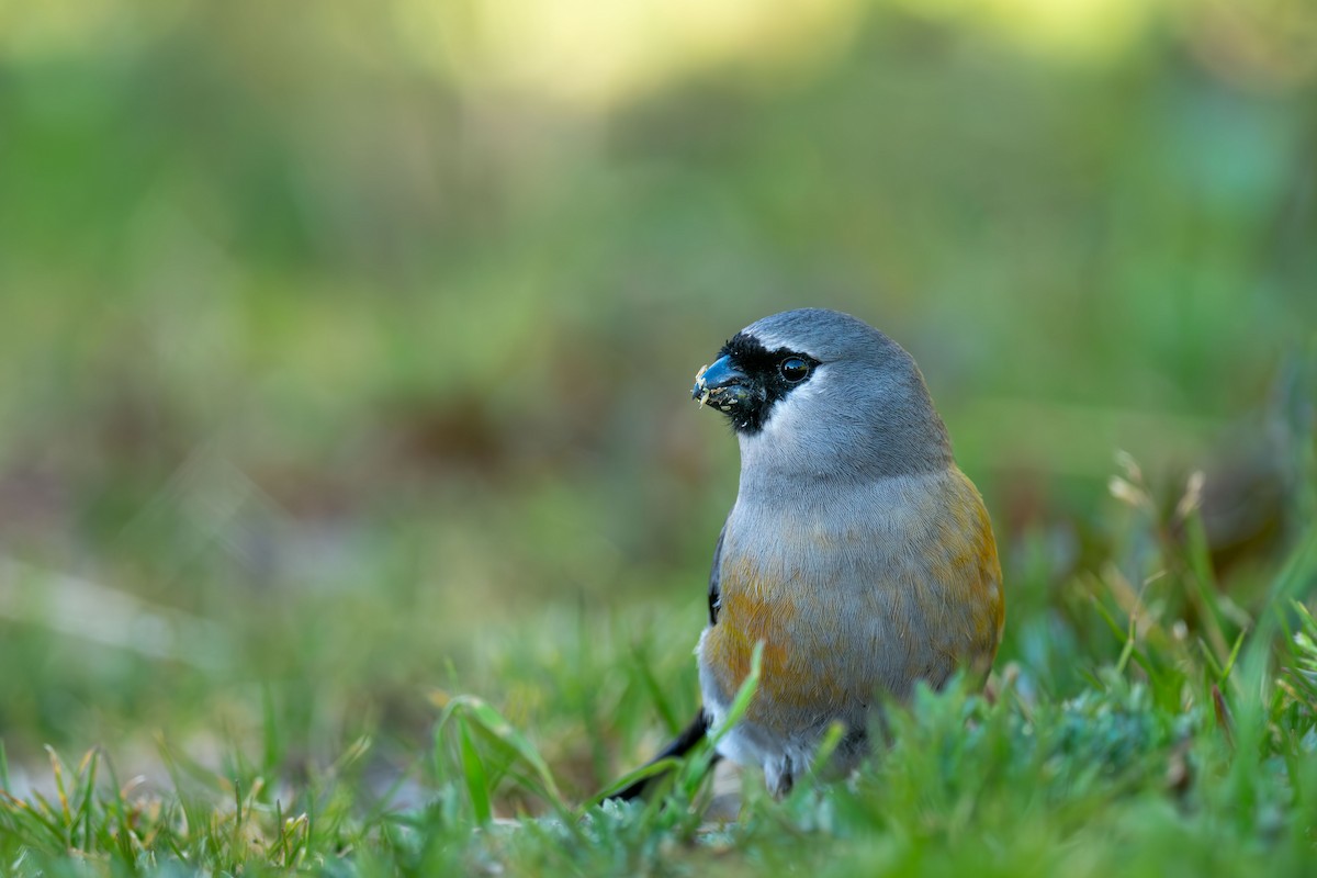 Taiwan Bullfinch - ML641168944