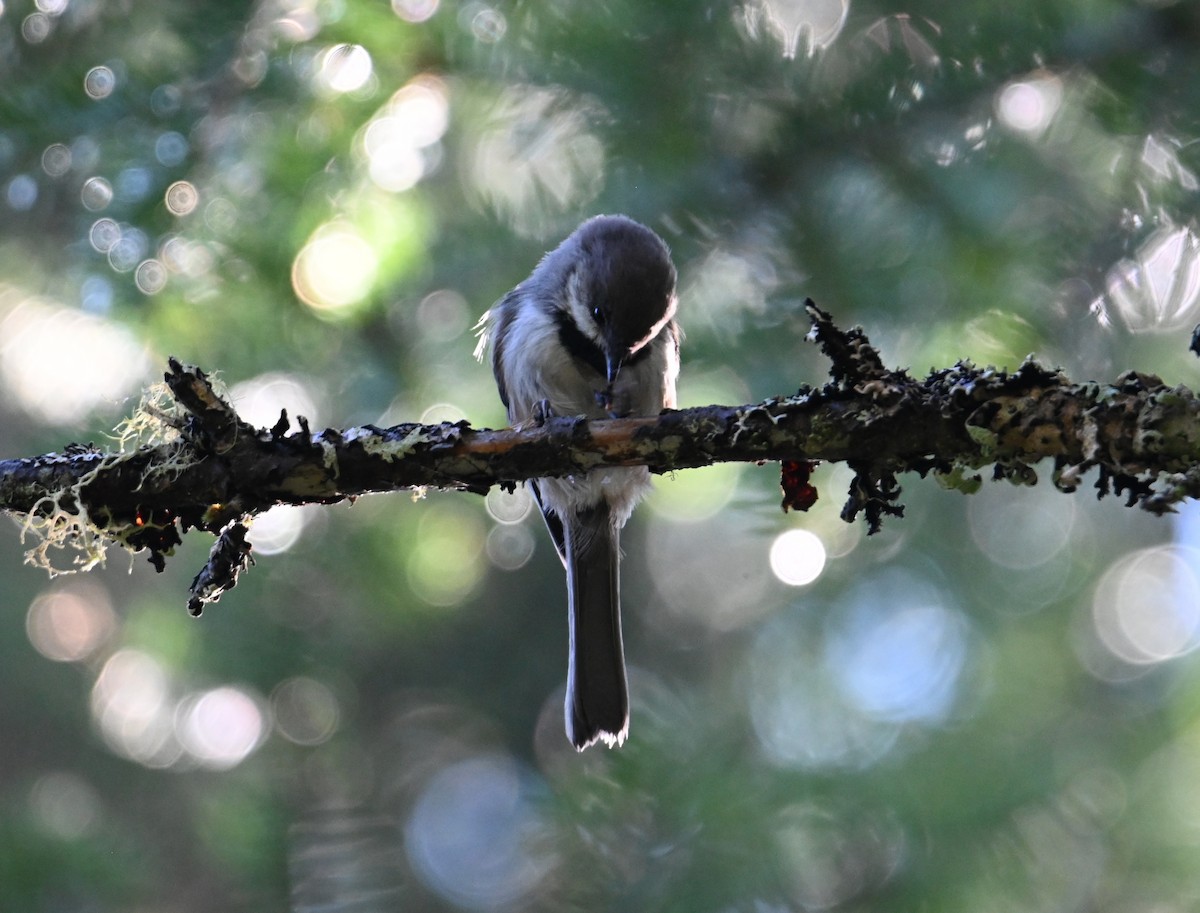 Boreal Chickadee - ML641168945