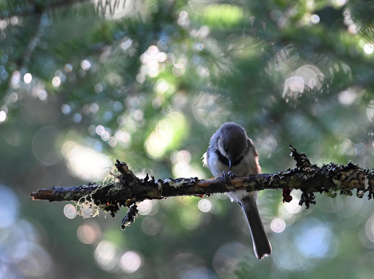 Boreal Chickadee - ML641168946