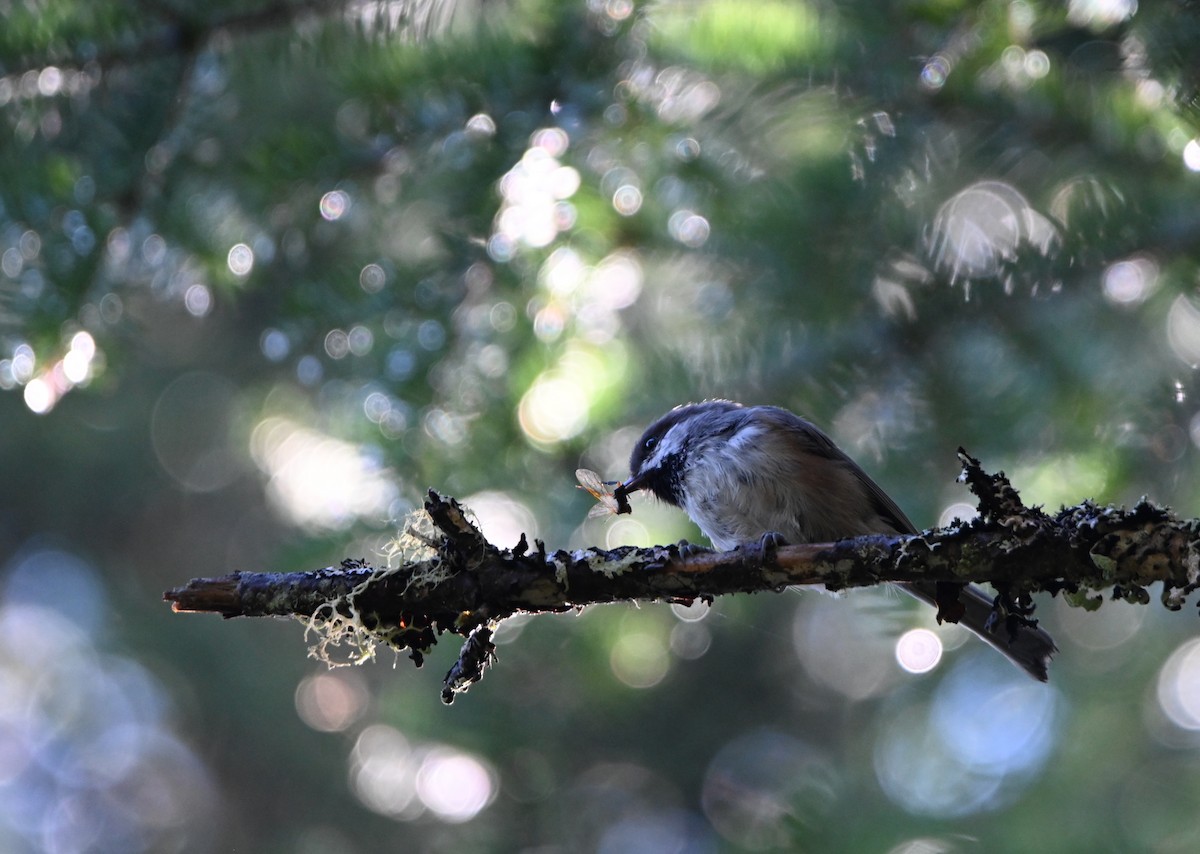 Boreal Chickadee - ML641168947