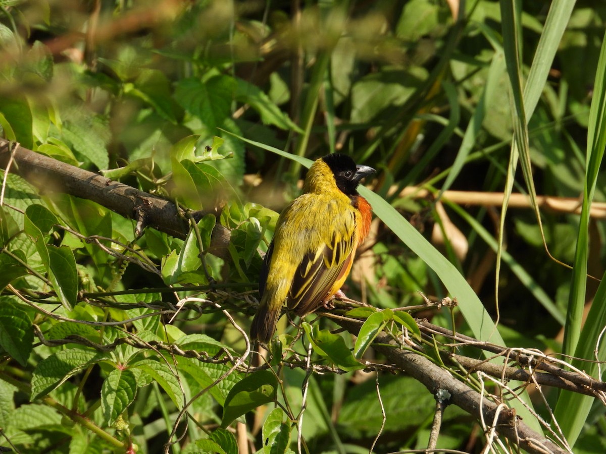 Black-headed Weaver - ML641168952