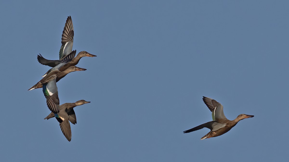 琵嘴鴨 - ML641169026