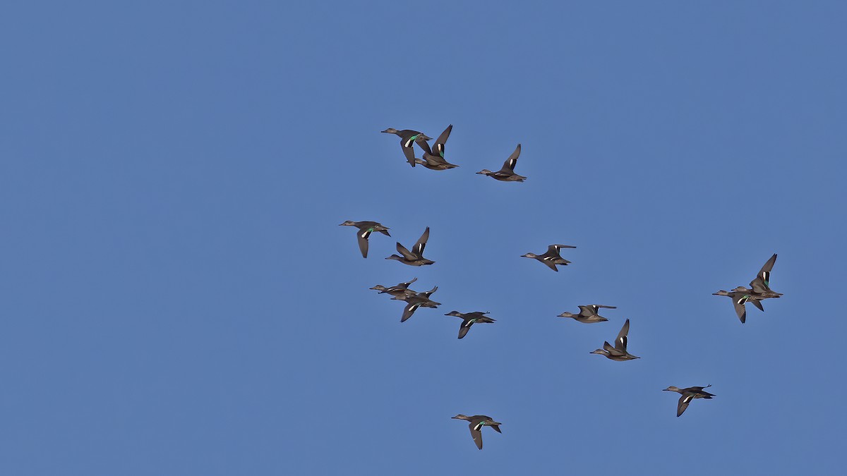 小水鴨 - ML641169027