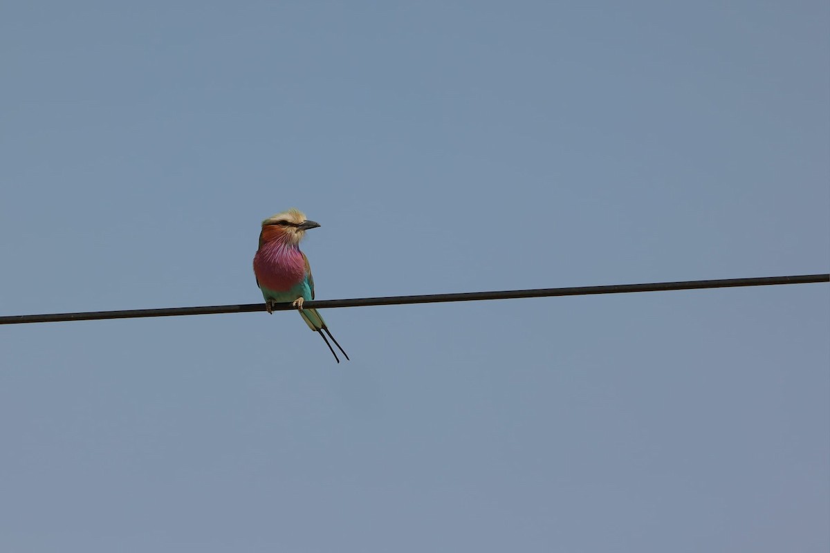 Lilac-breasted Roller - ML641169032
