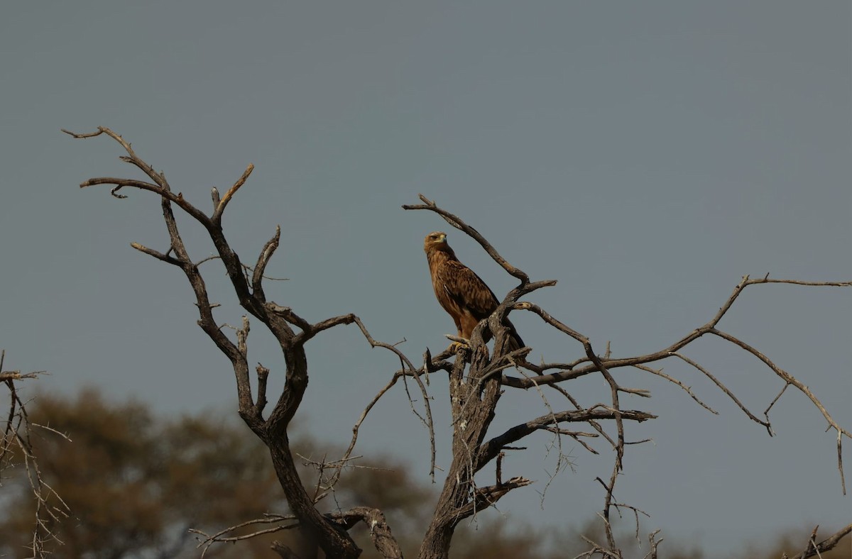 Tawny Eagle - ML641169038