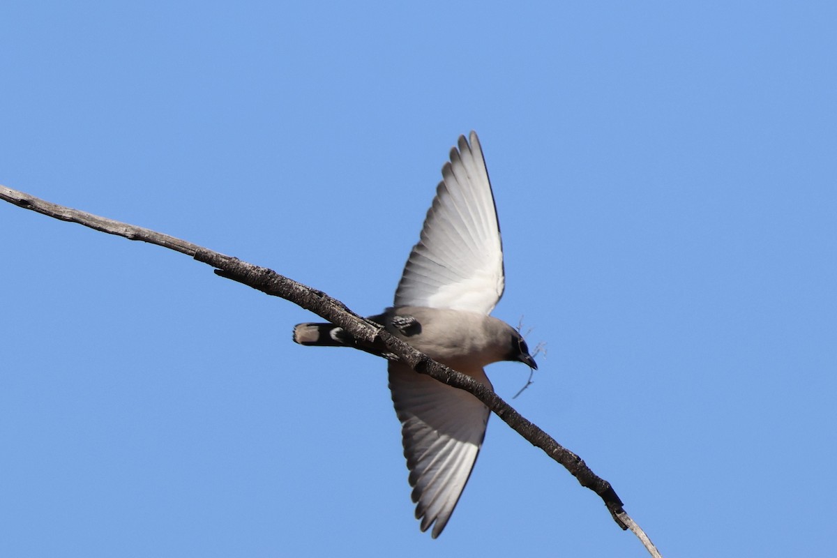 Масковый артм - ML641169045