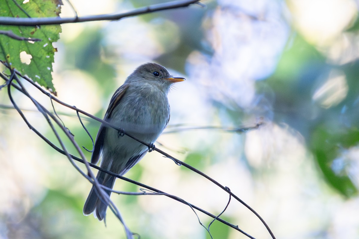Euler's Flycatcher - ML641169104