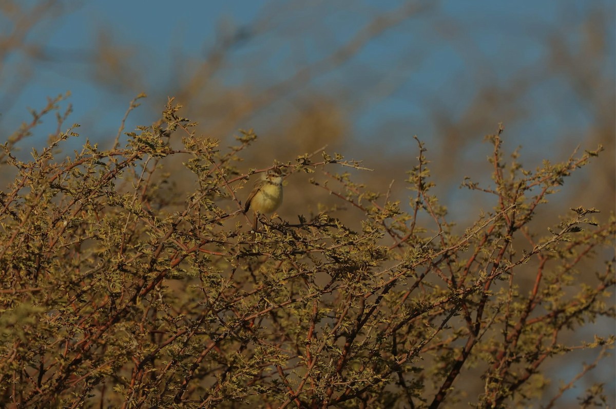 Black-chested Prinia - ML641169105