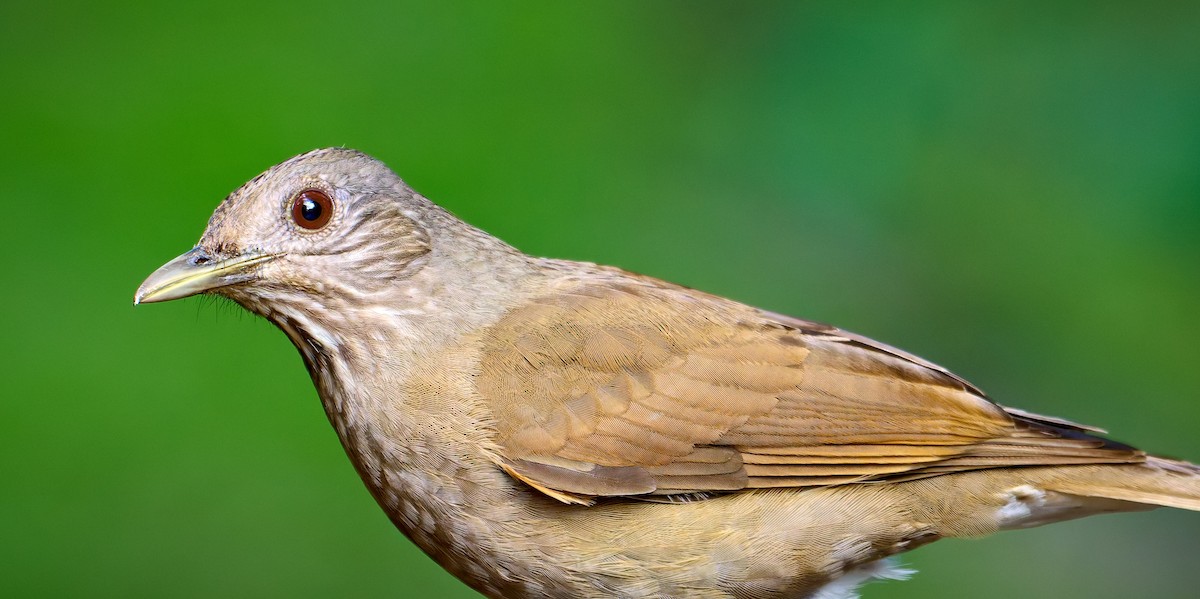 Бледногрудый дрозд - ML641169108