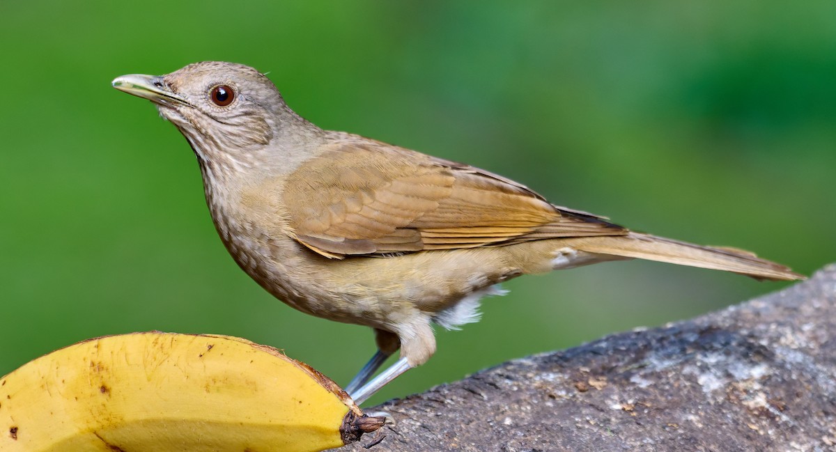 Бледногрудый дрозд - ML641169109