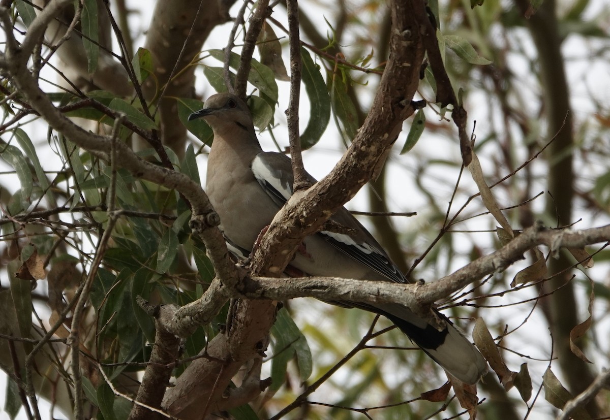 White-winged Dove - ML641169126