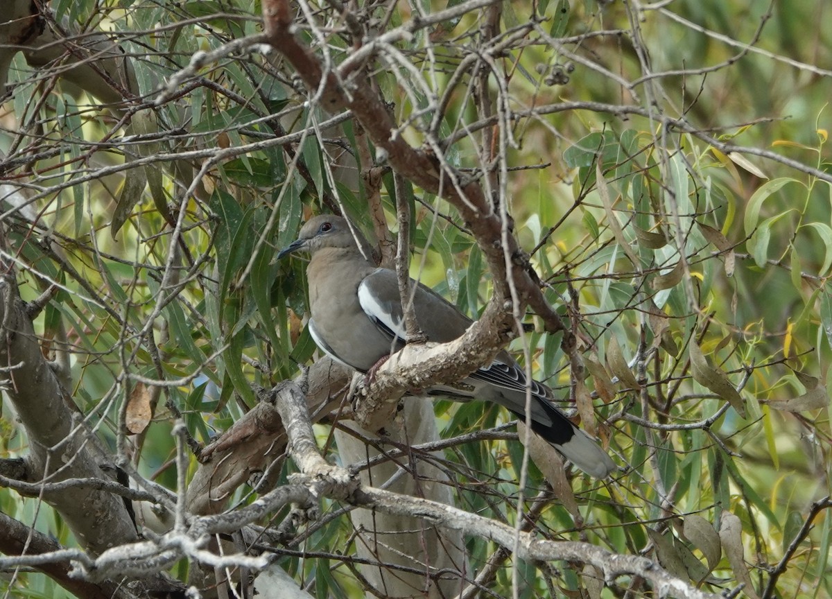 White-winged Dove - ML641169130