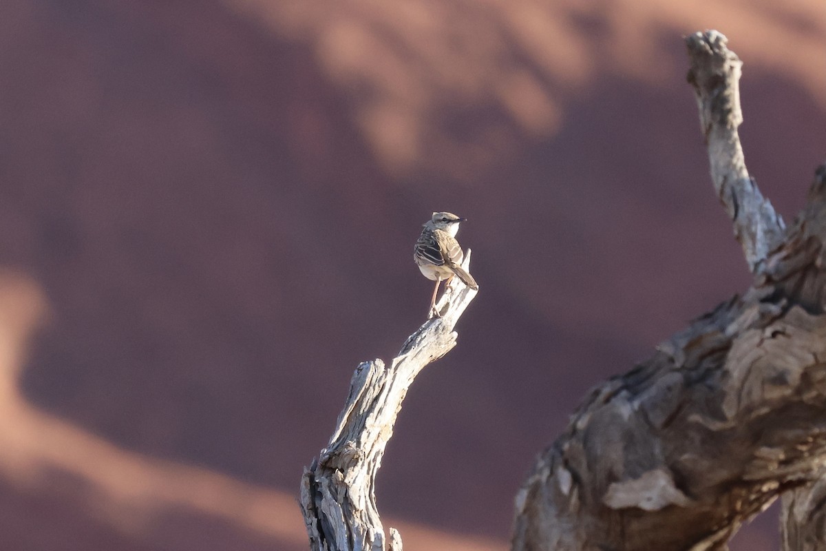 Rufous Songlark - ML641169131