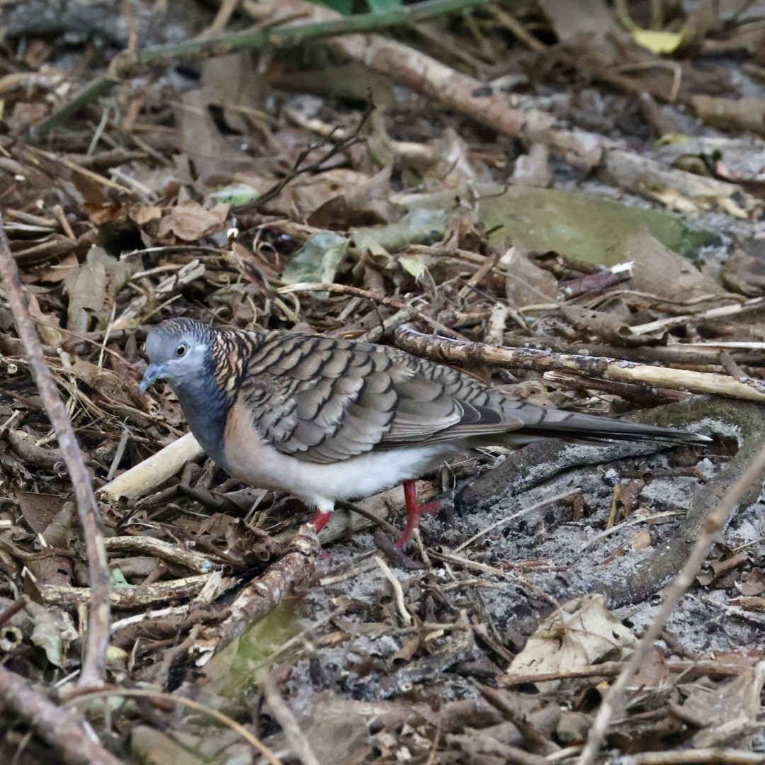 Bar-shouldered Dove - ML641169228
