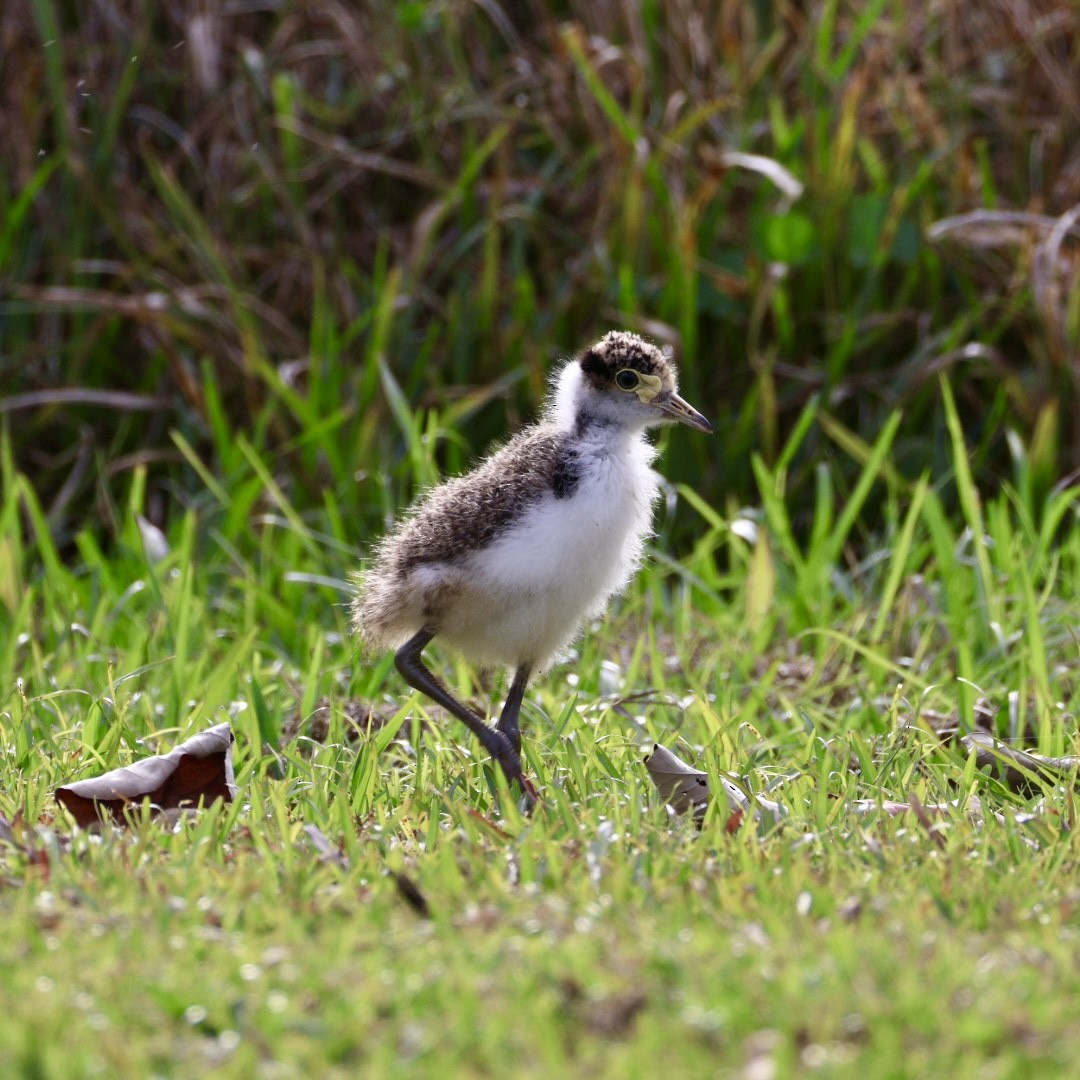 Masked Lapwing - ML641169233