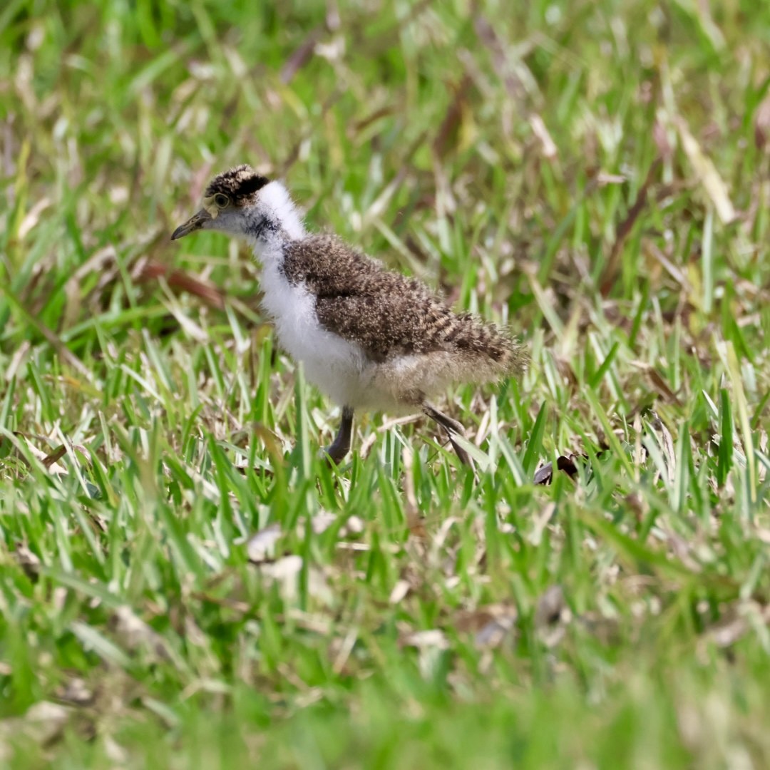 Masked Lapwing - ML641169234