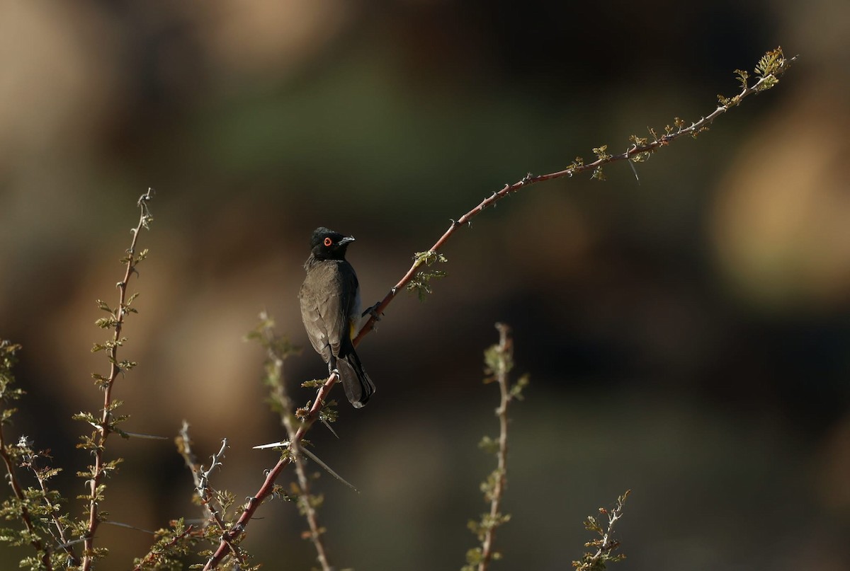 Black-fronted Bulbul - ML641169236