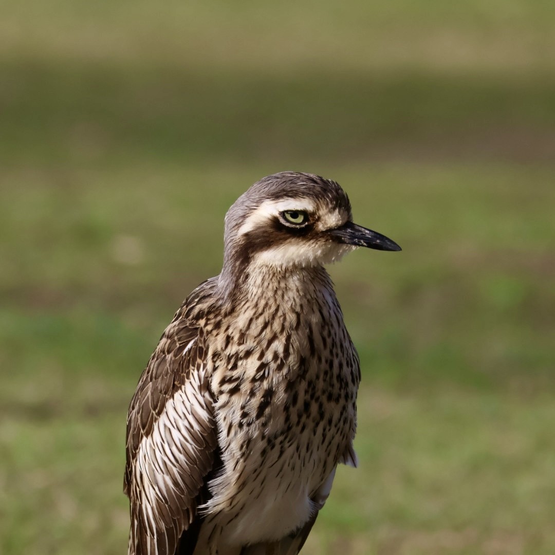 Bush Thick-knee - ML641169238