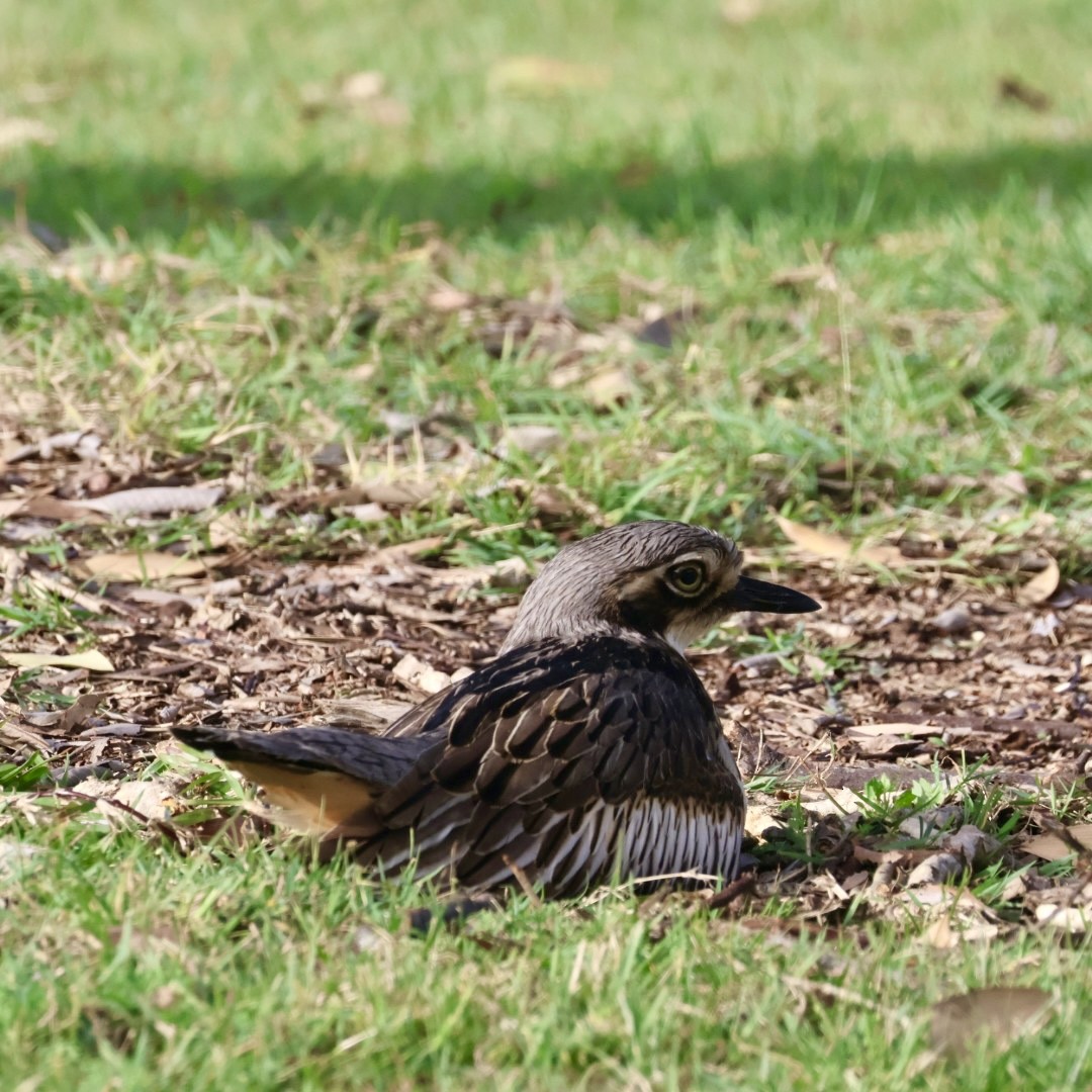 Bush Thick-knee - ML641169239