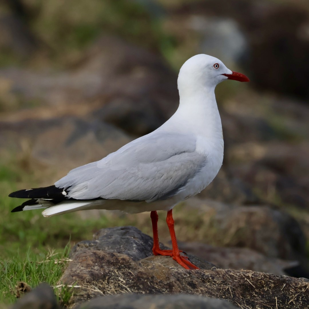 Silver Gull - ML641169241