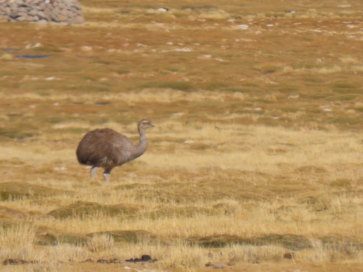 Lesser Rhea - ML641169267