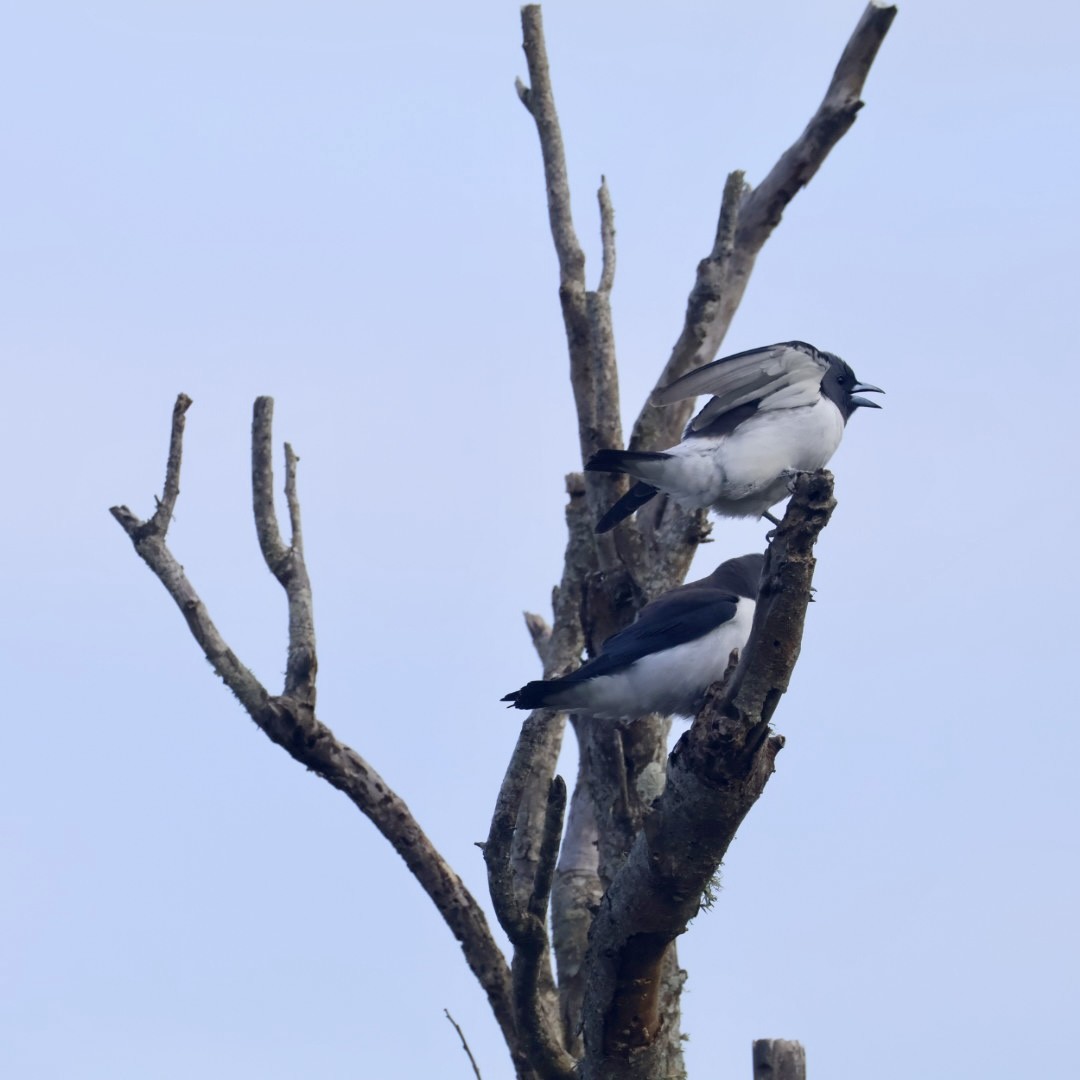 White-breasted Woodswallow - ML641169268