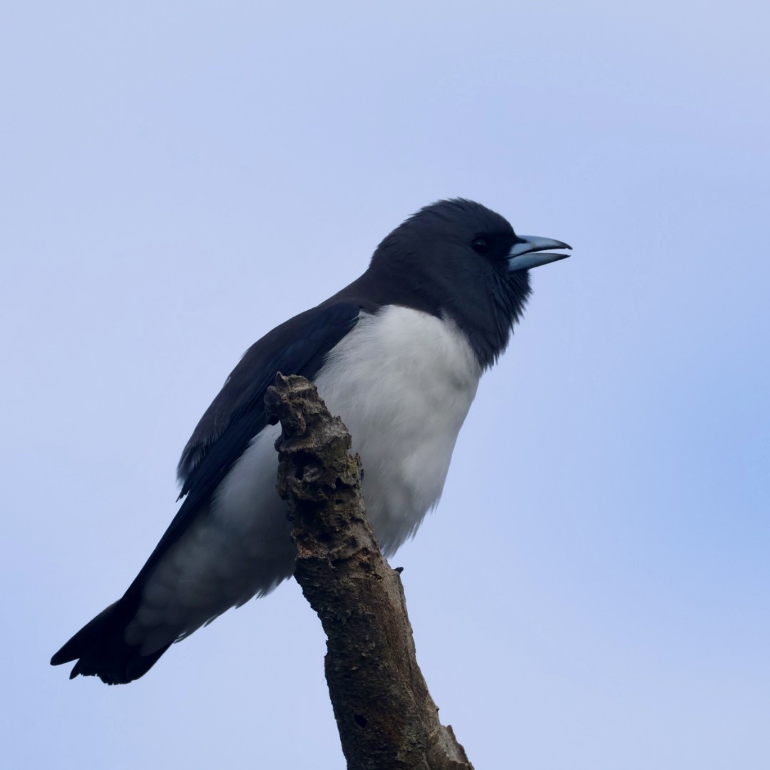White-breasted Woodswallow - ML641169269